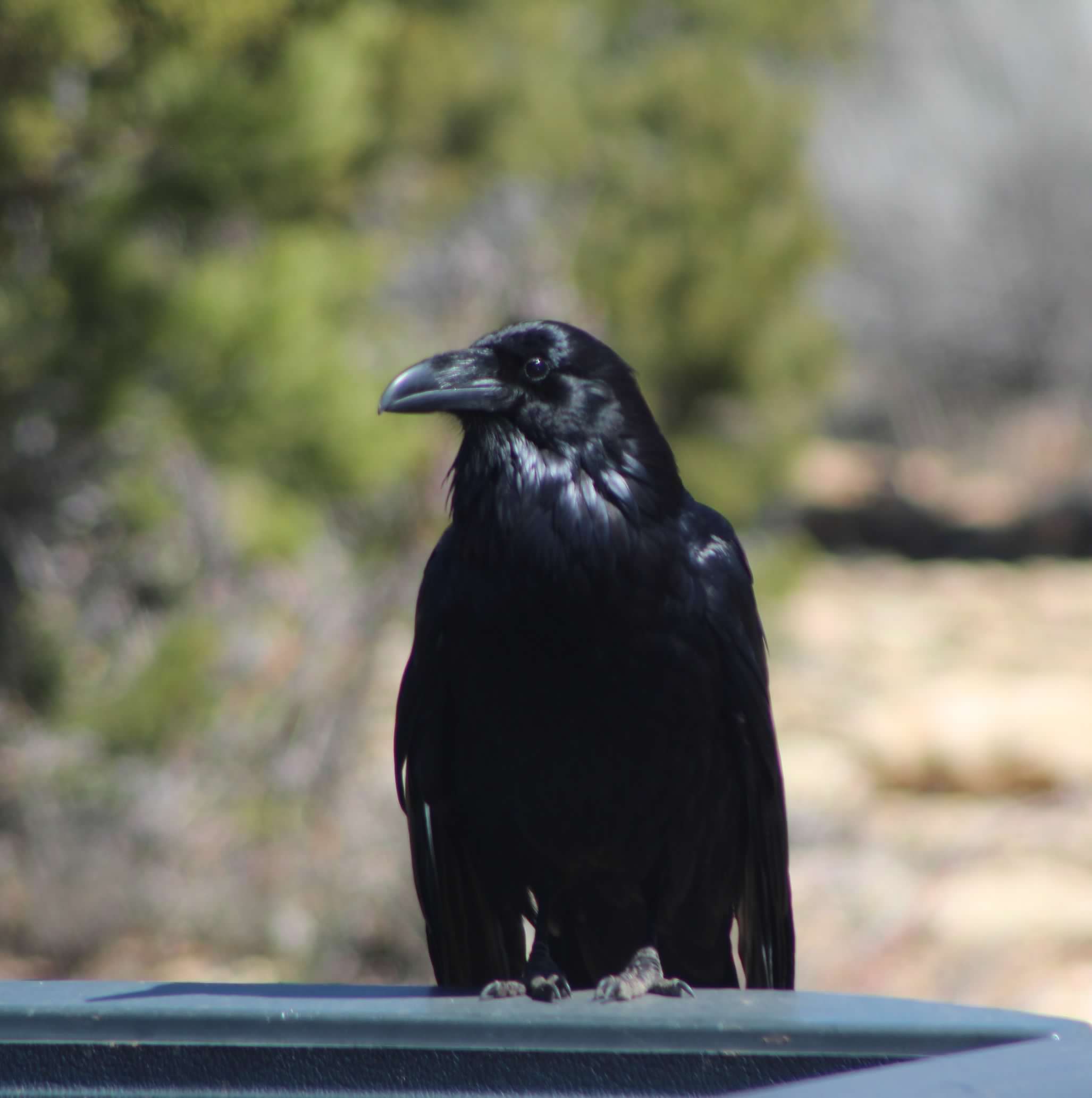 Wildlife of Arizona | TravArt
